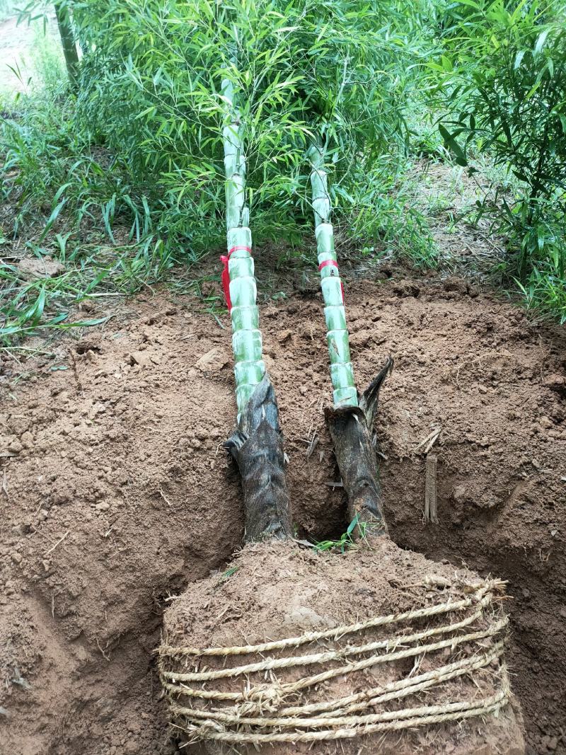 竹子大量供应，欢迎各位新老客户联系实地看货