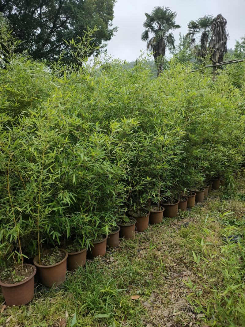 竹子大量供应，欢迎各位新老客户联系实地看货