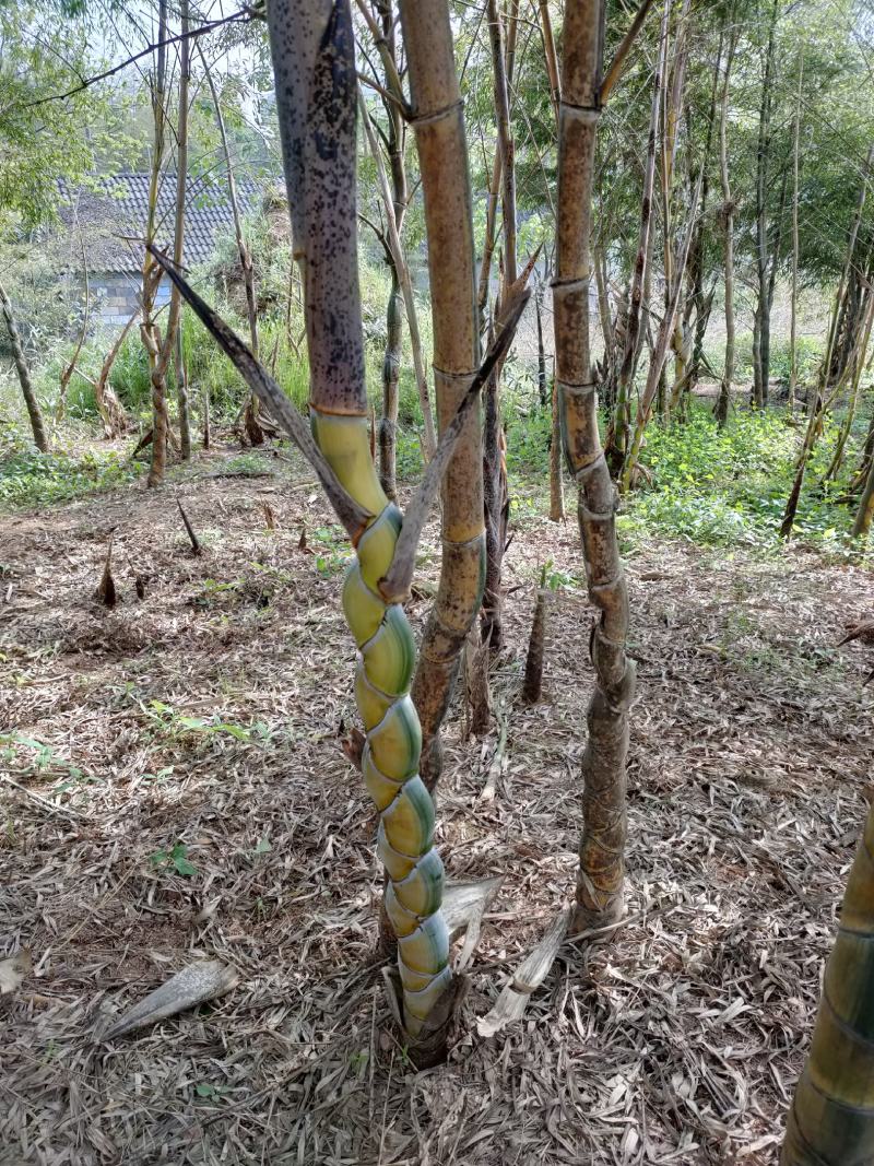 竹子大量供应，欢迎各位新老客户联系实地看货