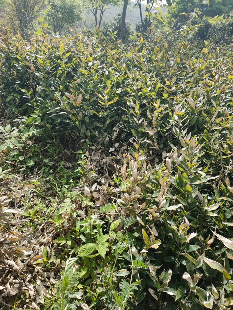 竹子大量供应，欢迎各位新老客户联系实地看货