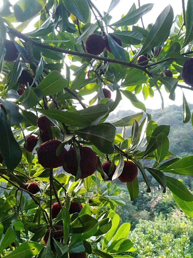 高山东魁杨梅