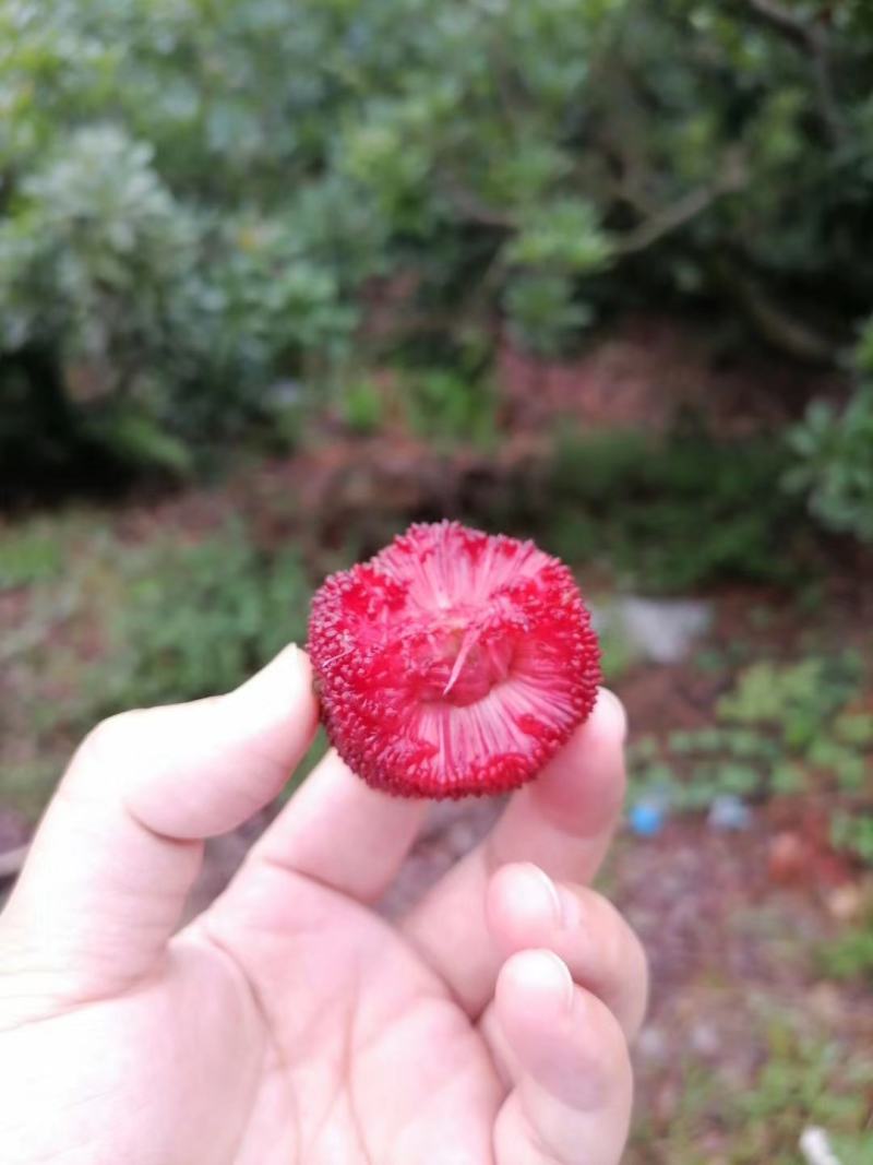 高山东魁杨梅