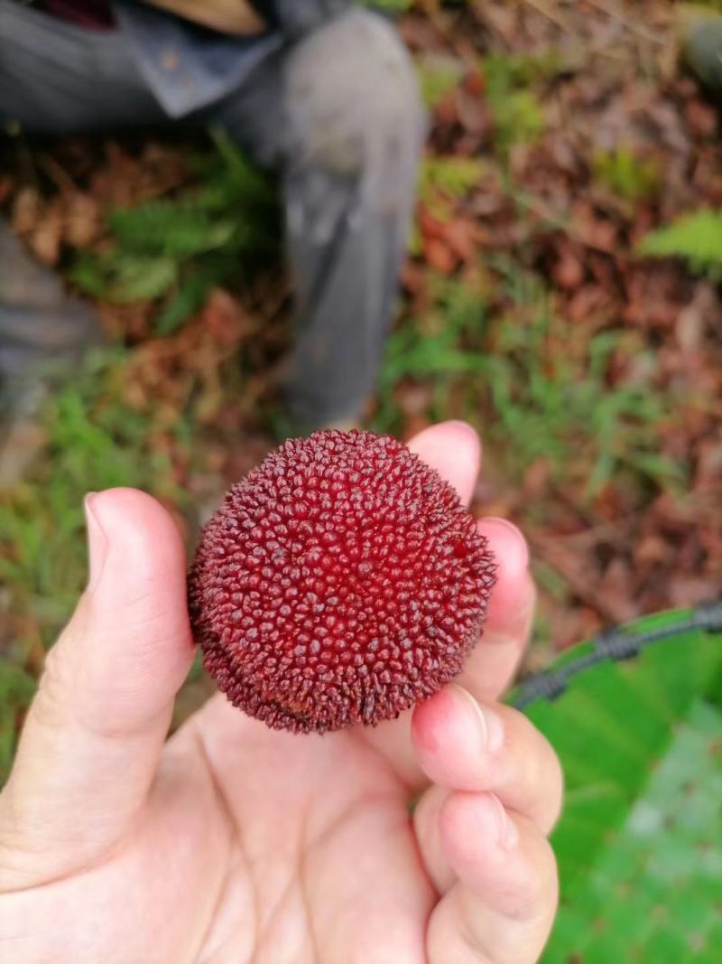 高山东魁杨梅