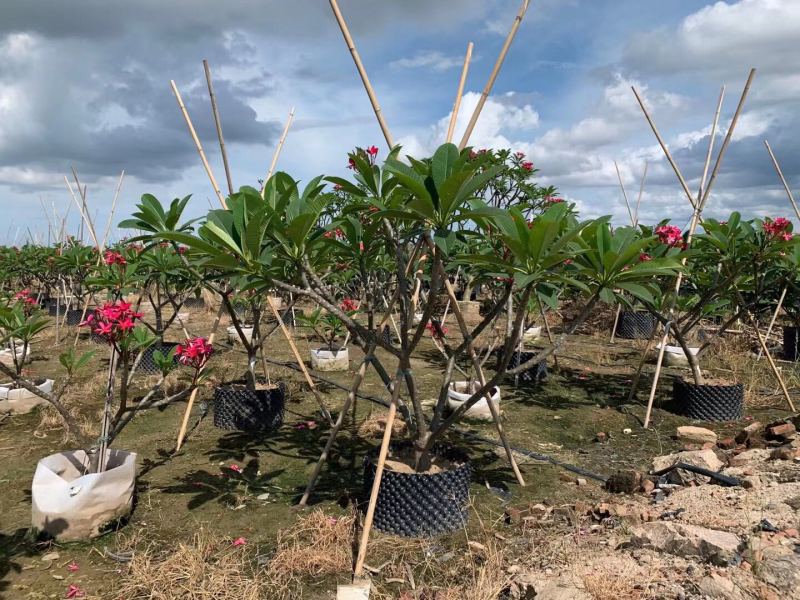 鸡蛋花，基地大量现货供应，欢迎各位客户咨询