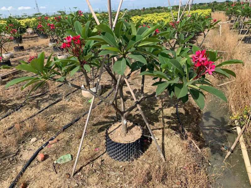 鸡蛋花，基地大量现货供应，欢迎各位客户咨询