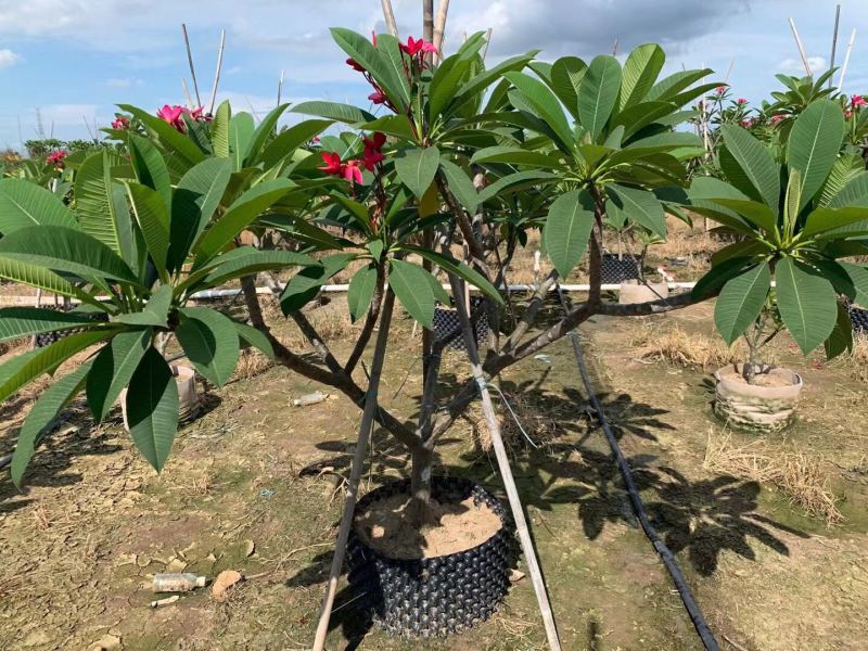 鸡蛋花，基地大量现货供应，欢迎各位客户咨询
