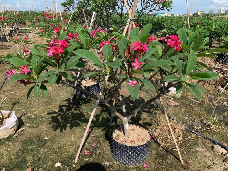 鸡蛋花，基地大量现货供应，欢迎各位客户咨询
