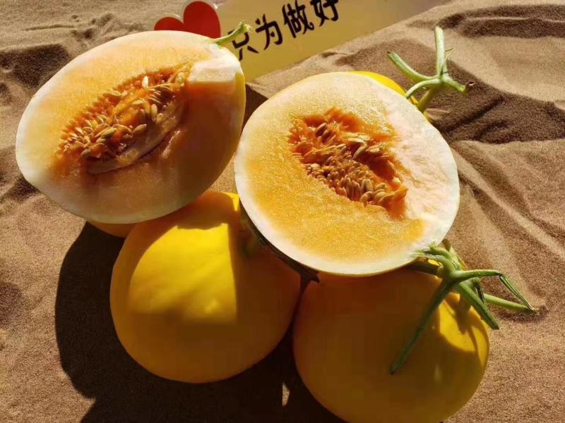 【甜瓜】金红宝甜瓜口感好熟度高产地直销可视频看货