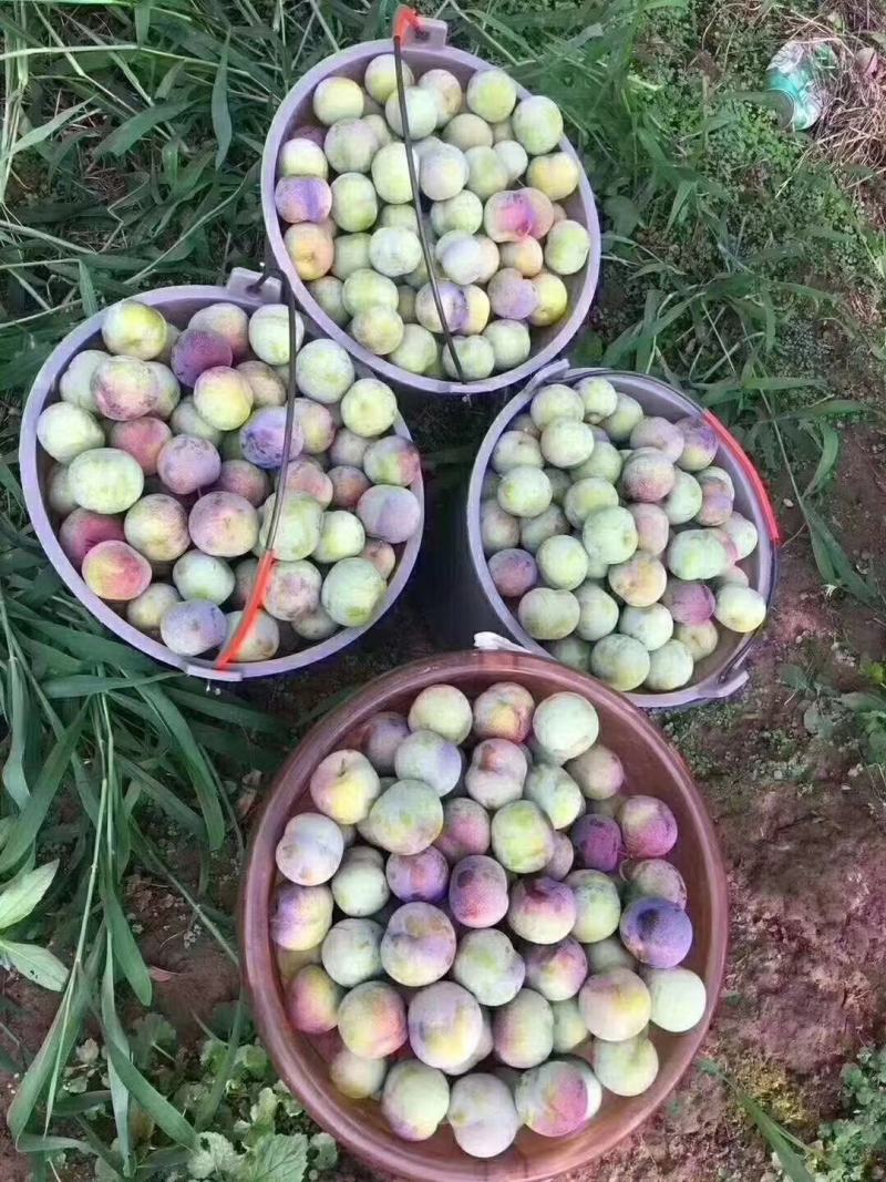 金沙江畔五月脆红李青红脆李茵红李半边红脱骨李