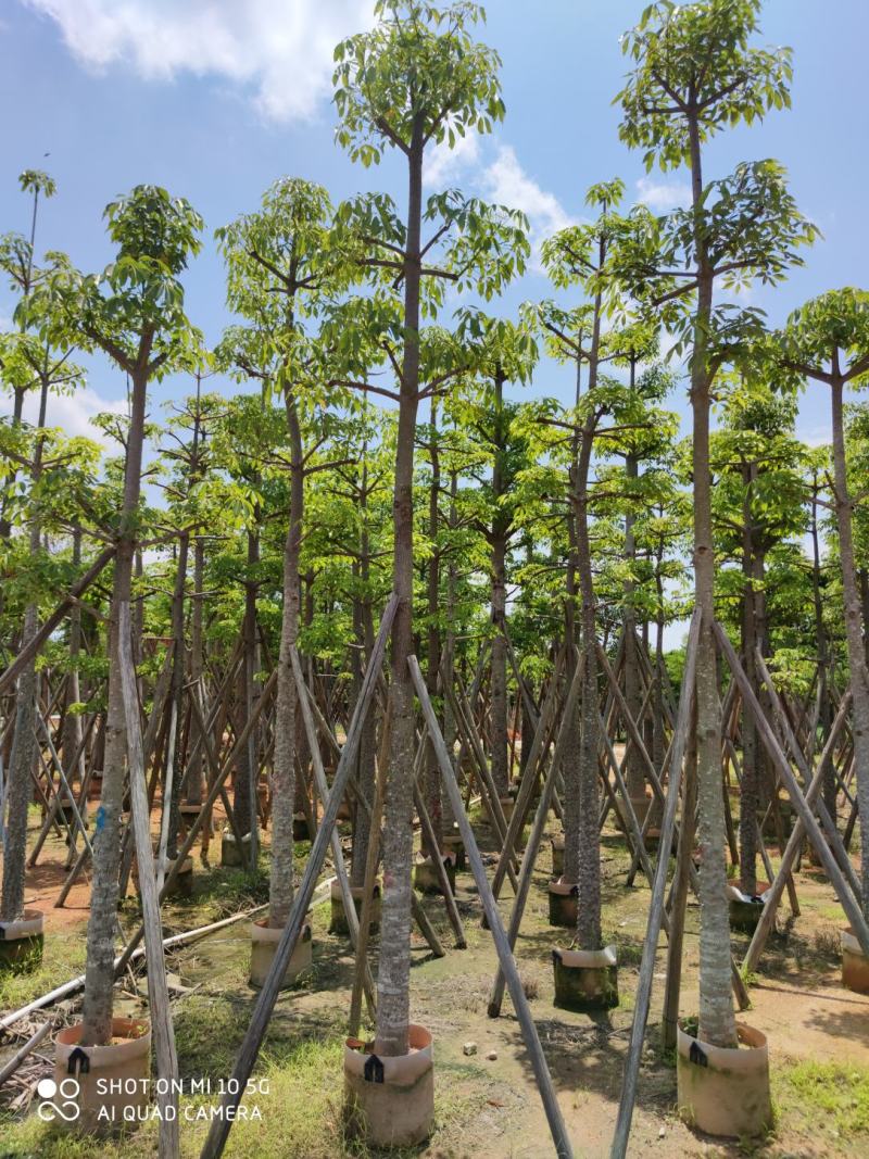 10一25分本地木棉袋苗批发，广东本地木棉供应