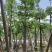 10一25分本地木棉袋苗批发,广东本地木棉供应