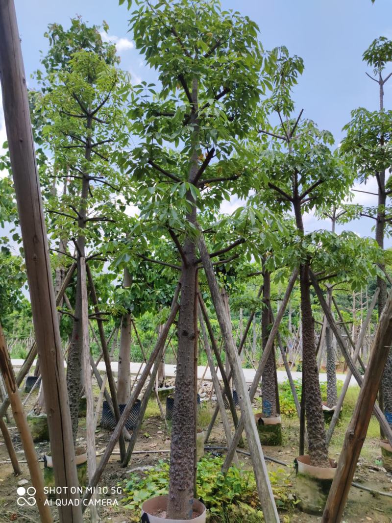 10一25分本地木棉袋苗批发，广东本地木棉供应
