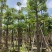 10一25分本地木棉袋苗批发,广东本地木棉供应