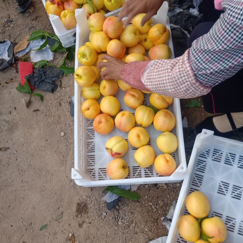 大量黄油桃上市