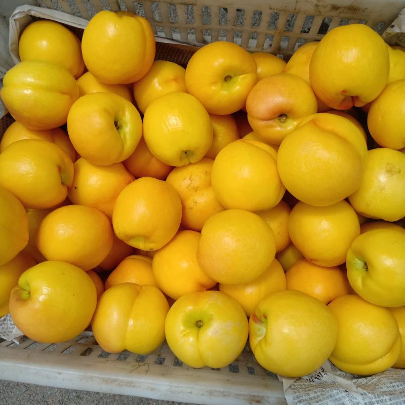 大量黄油桃上市