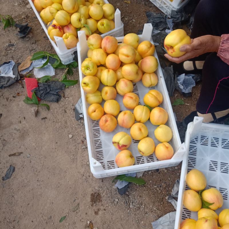 大量黄油桃上市