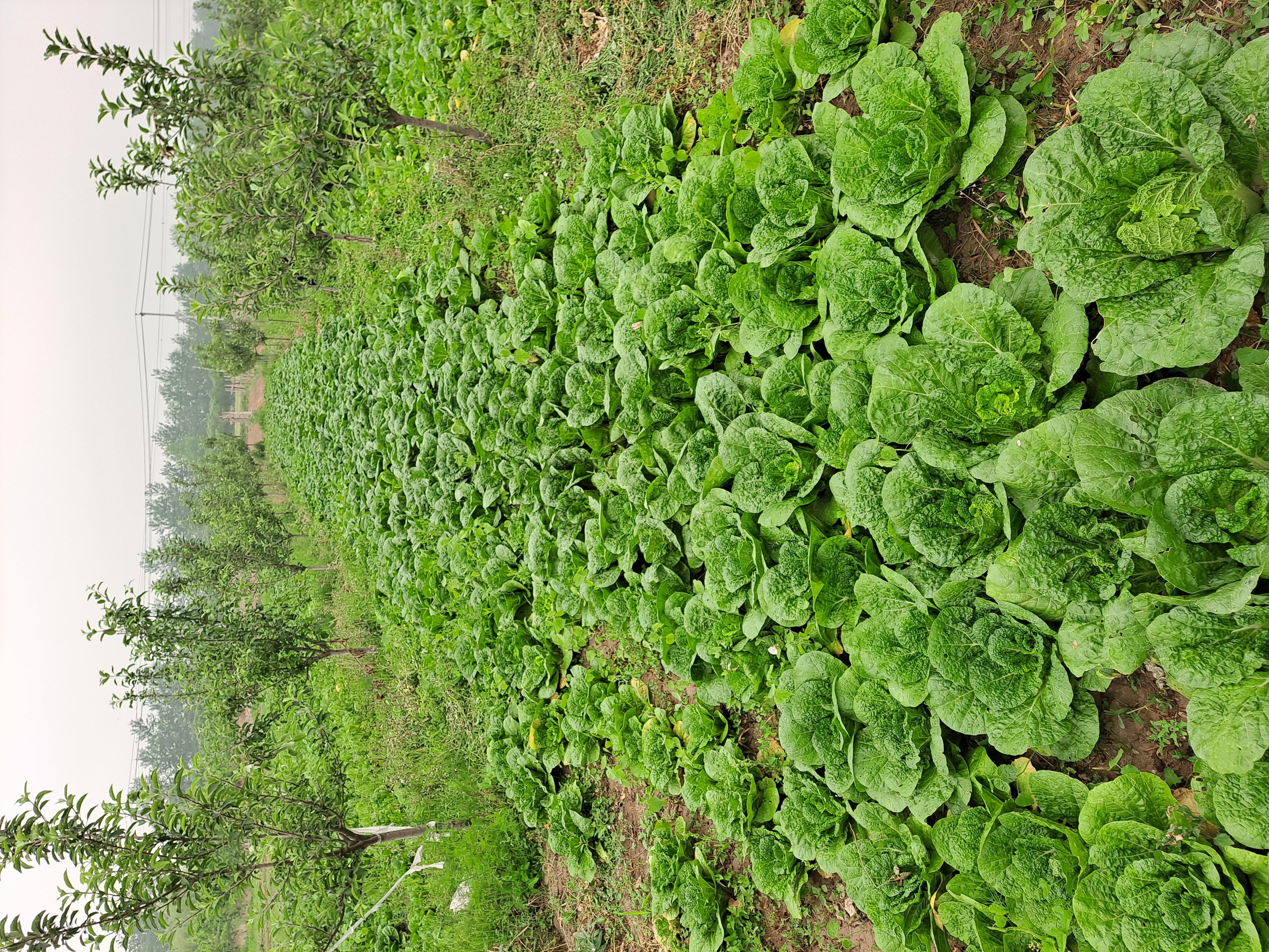 娃娃菜特写照片