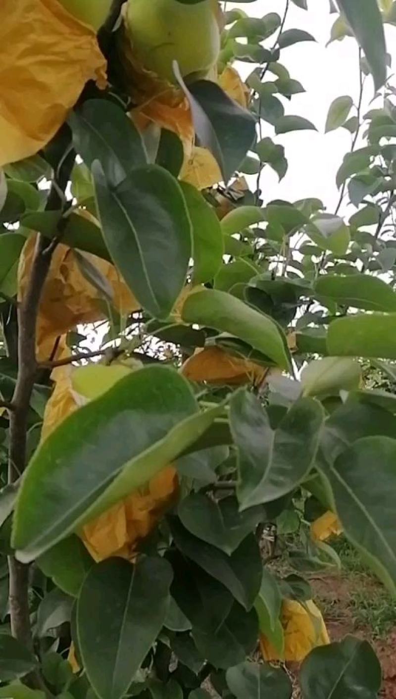 翠玉，翠冠梨上市了。欢迎选购