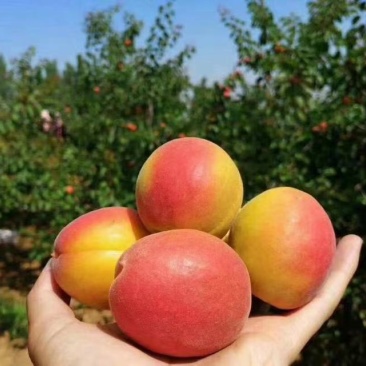曹杏