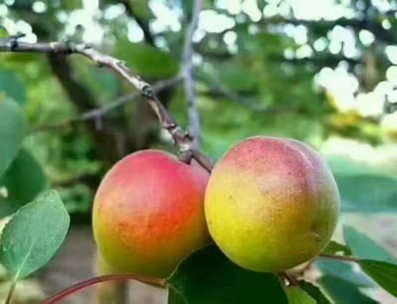 曹杏