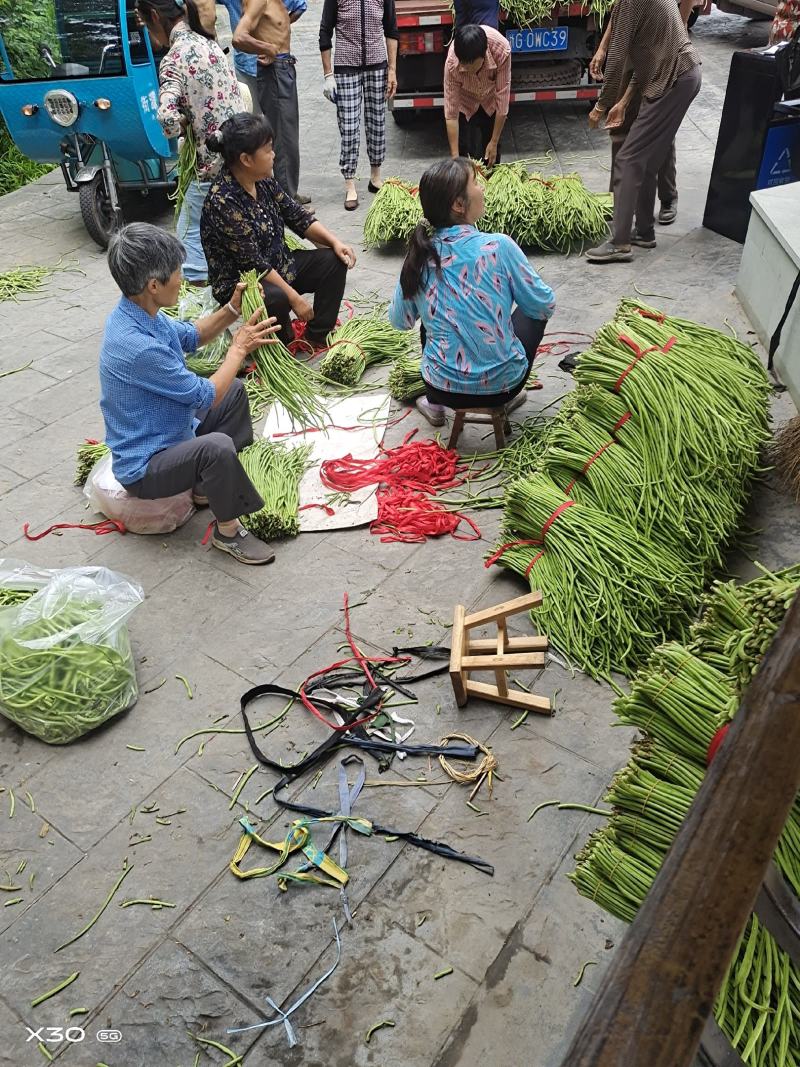 露天生长的长豇豆，豇豆物美价廉可现场看货