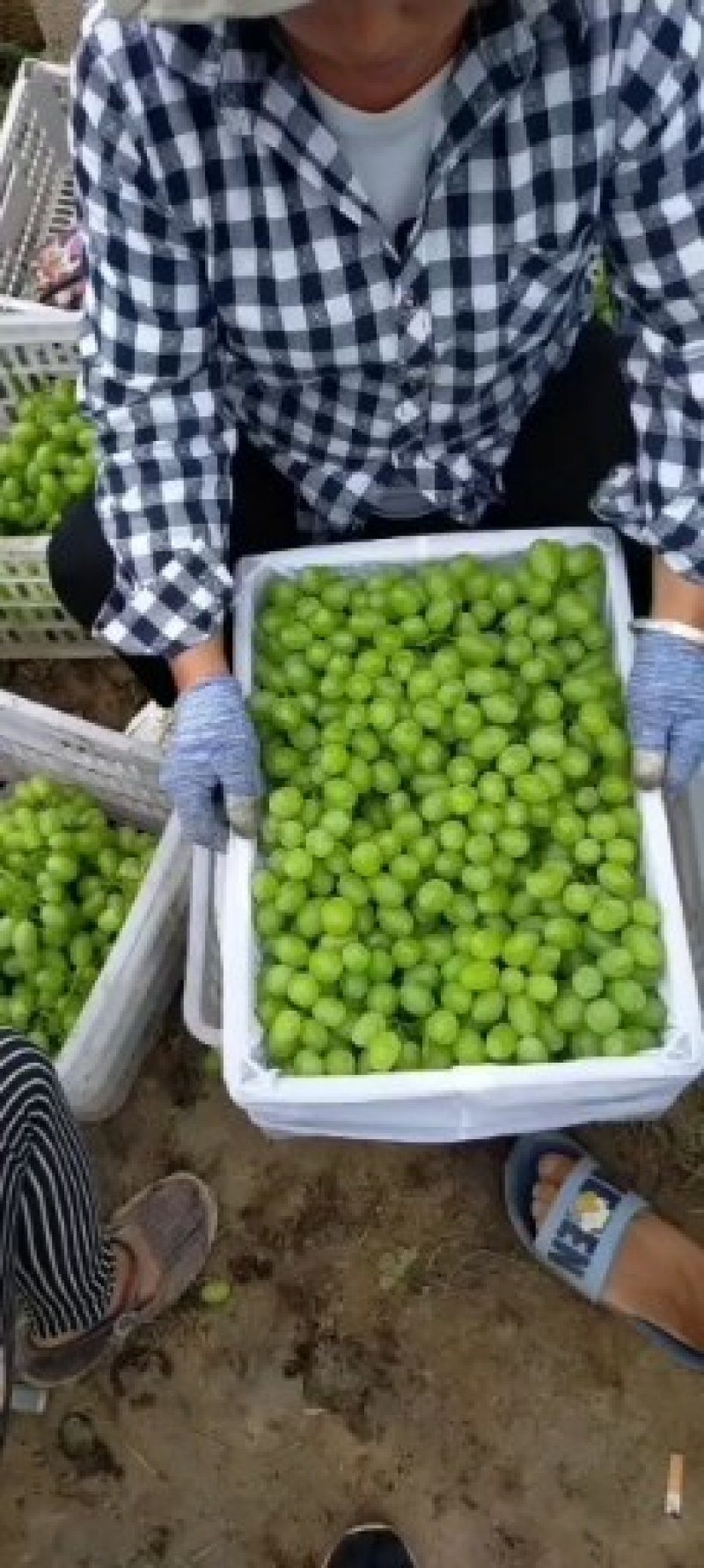 青提