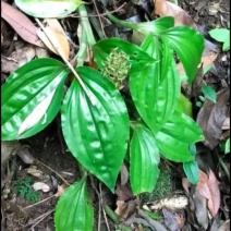 广东粤北地区野生见血清鲜货，产地直销，价格美丽。