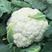 青梗松花菜种子定植后80天采收早熟性、耐寒性好