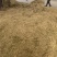 金银花