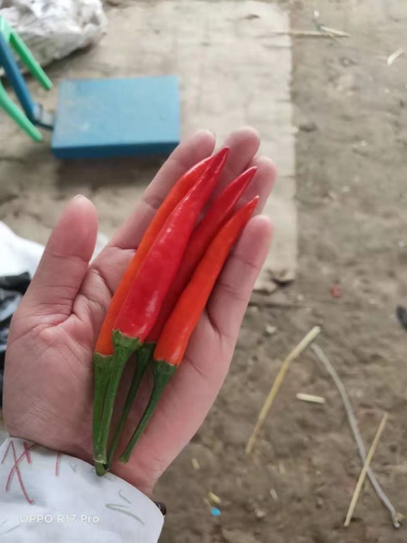 小米椒809天香90基地直供，货源充足