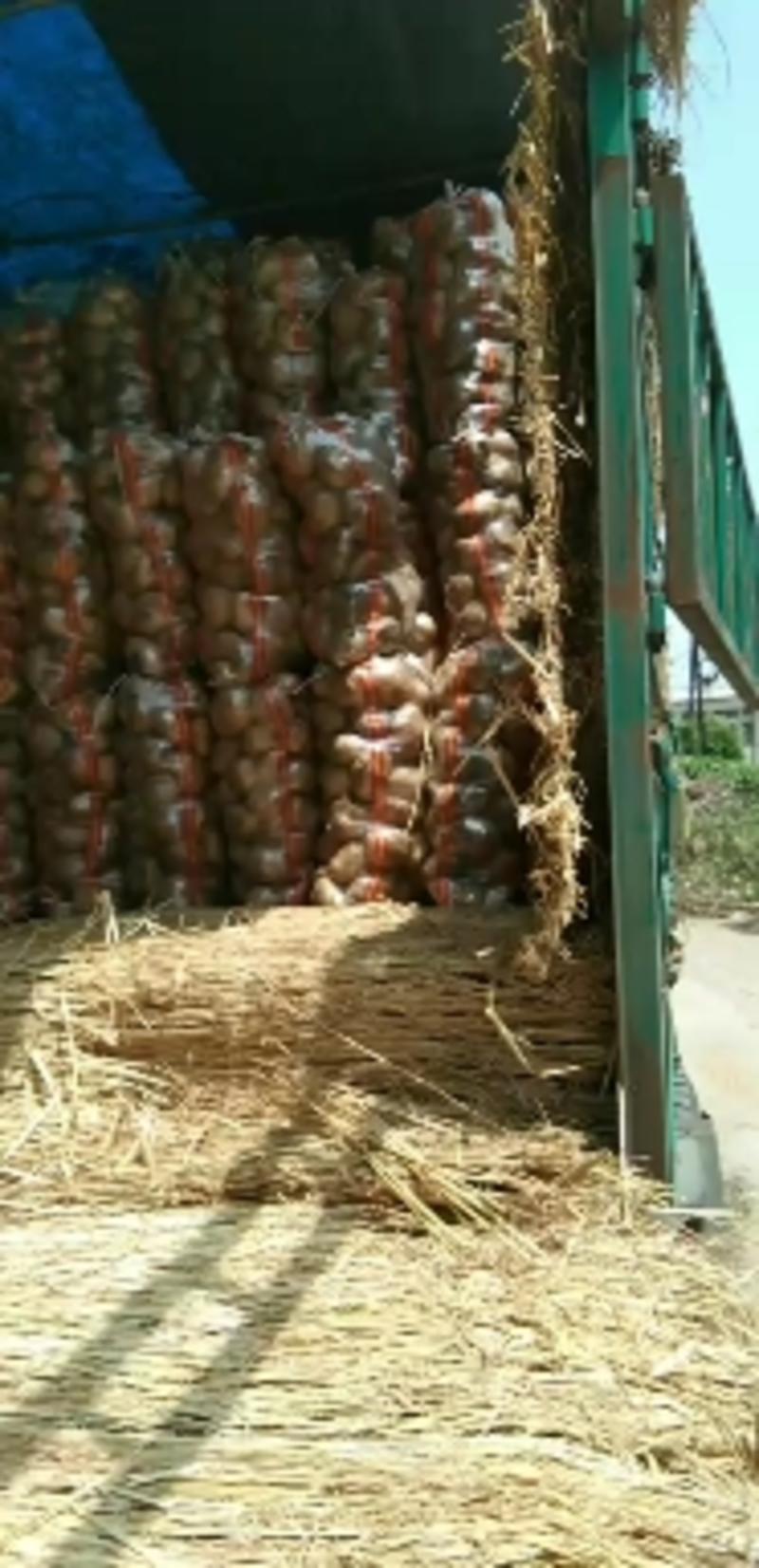 土豆绥中县种属五号土豆沃土，十宴一号土豆西森六大量有货！