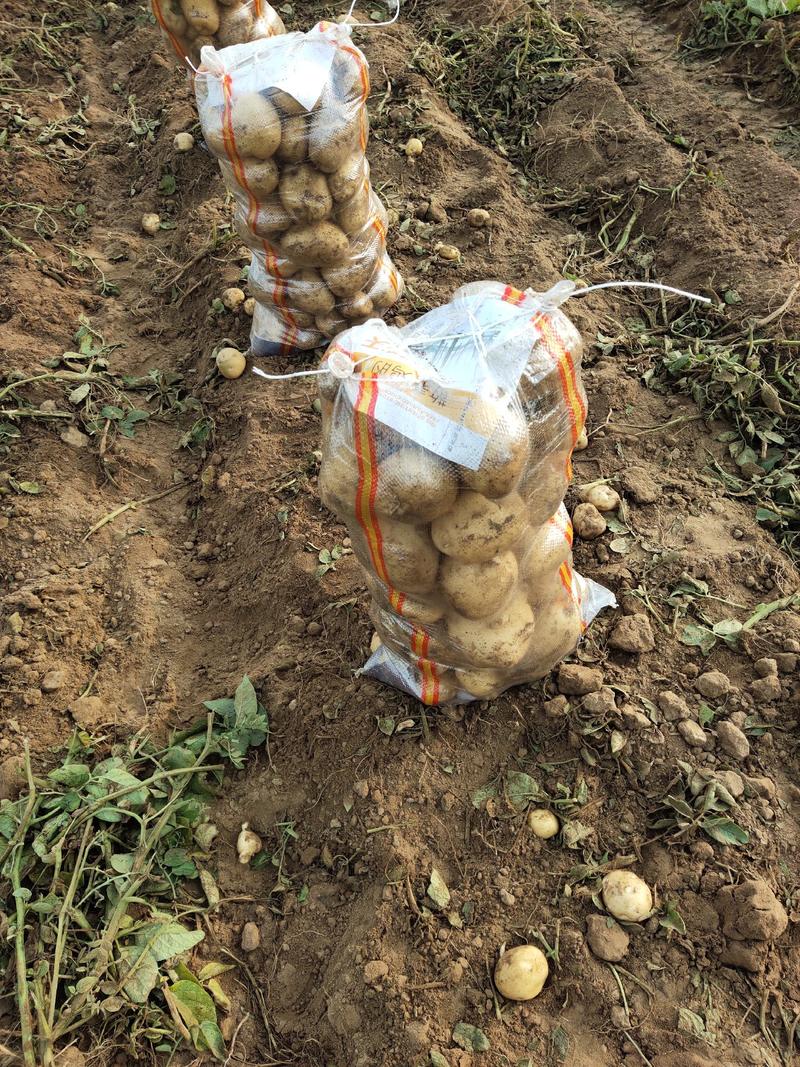 土豆绥中县种属五号土豆沃土，十宴一号土豆西森六大量有货！