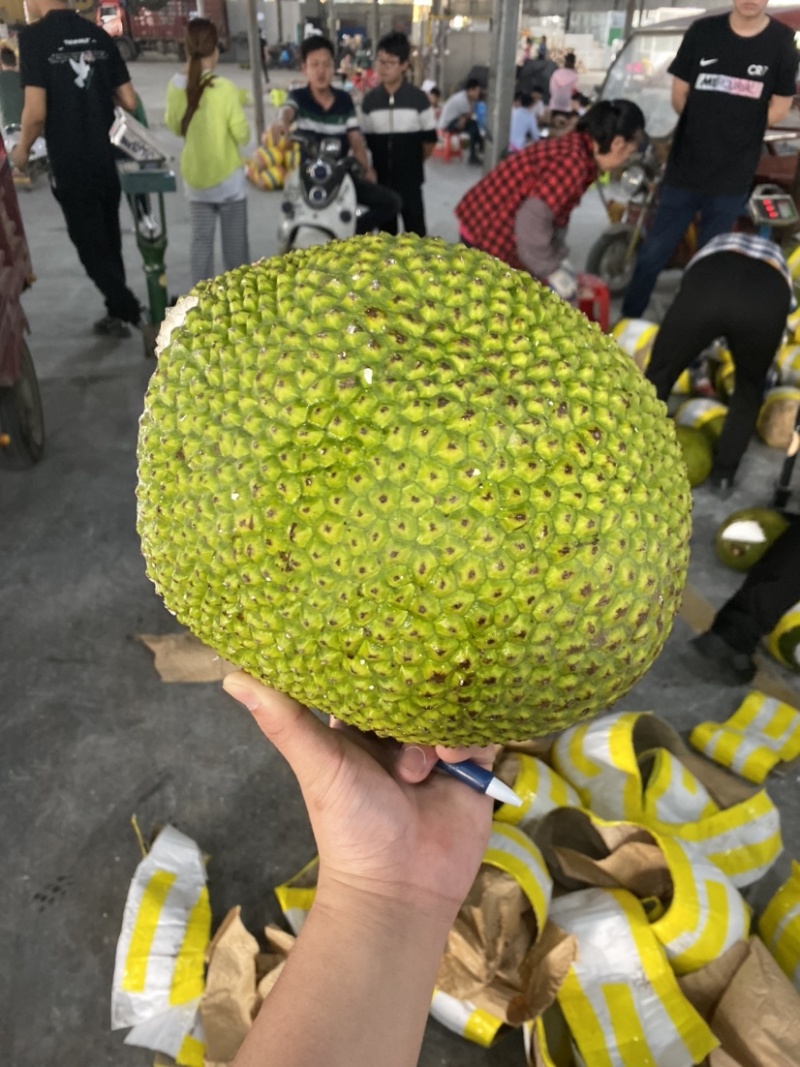 越南红肉菠萝蜜8-14斤一个