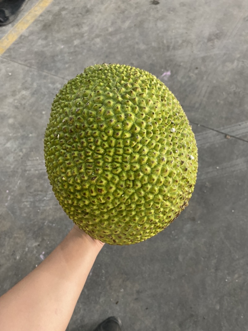 越南红肉菠萝蜜8-14斤一个