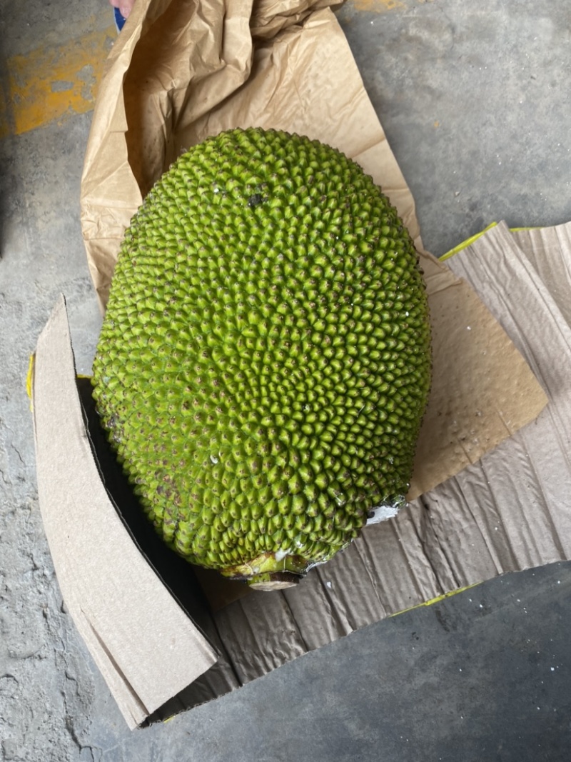 越南红肉菠萝蜜8-14斤一个