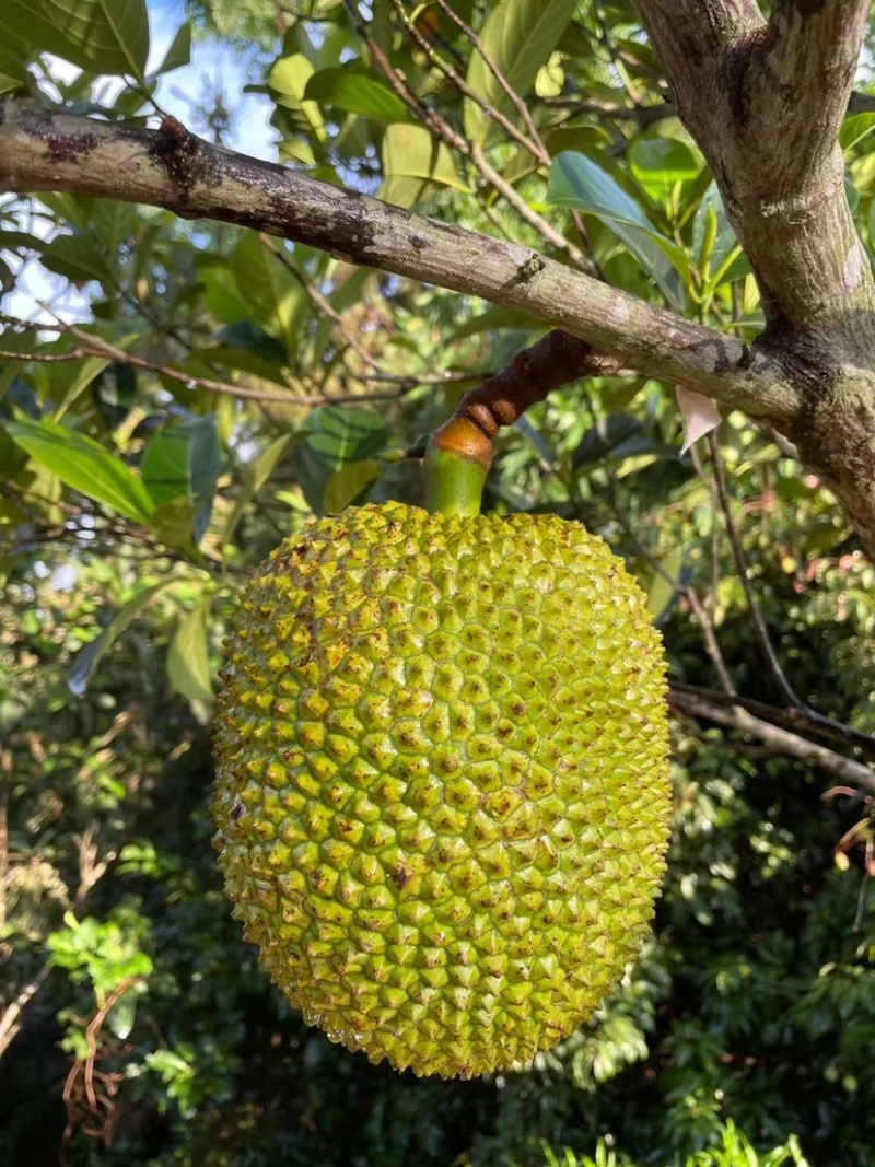 越南红肉菠萝蜜8-14斤一个
