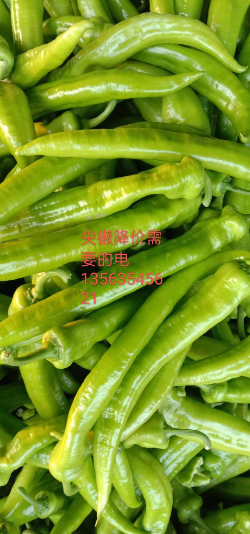 蔬菜