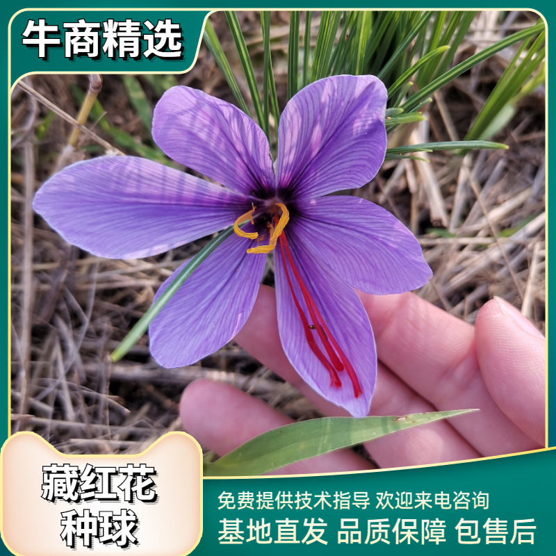 藏红花种球精选优质种球20棵起卖100棵包邮保证质量