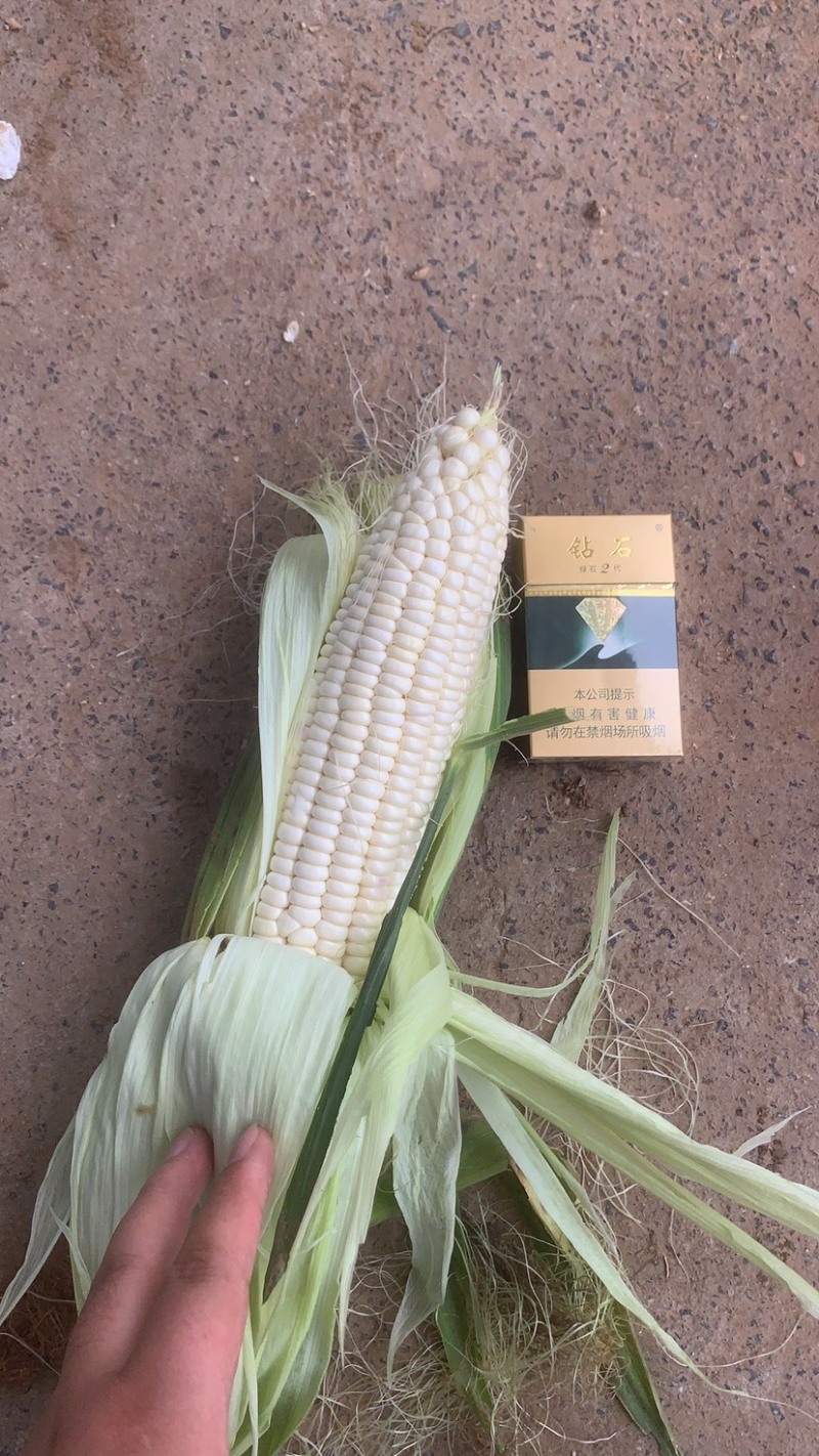 鲜玉米白玉米黏玉米