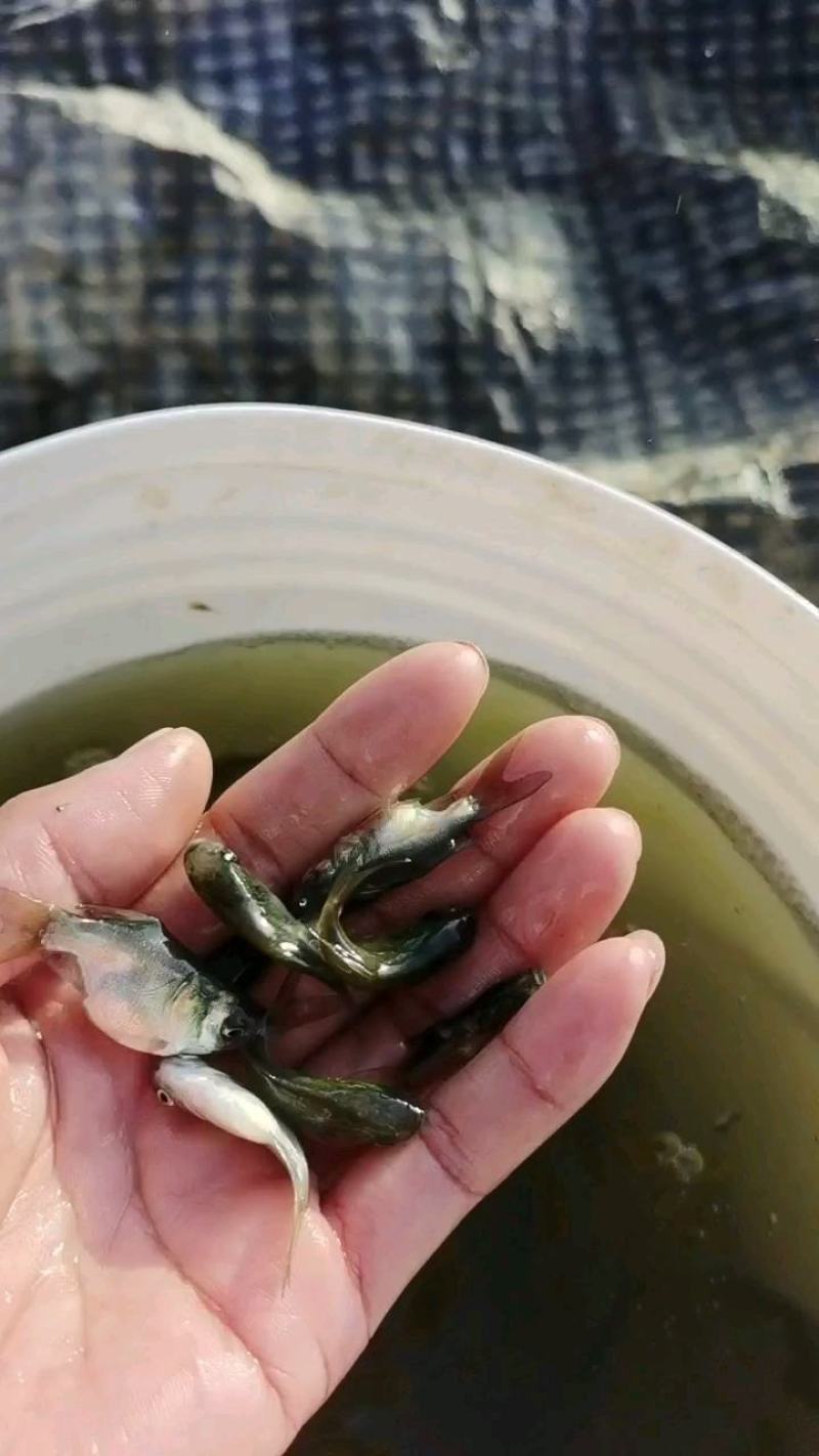 缩骨大头鱼苗，缩骨大头鱼苗（花鲢）广东优质缩骨大头。