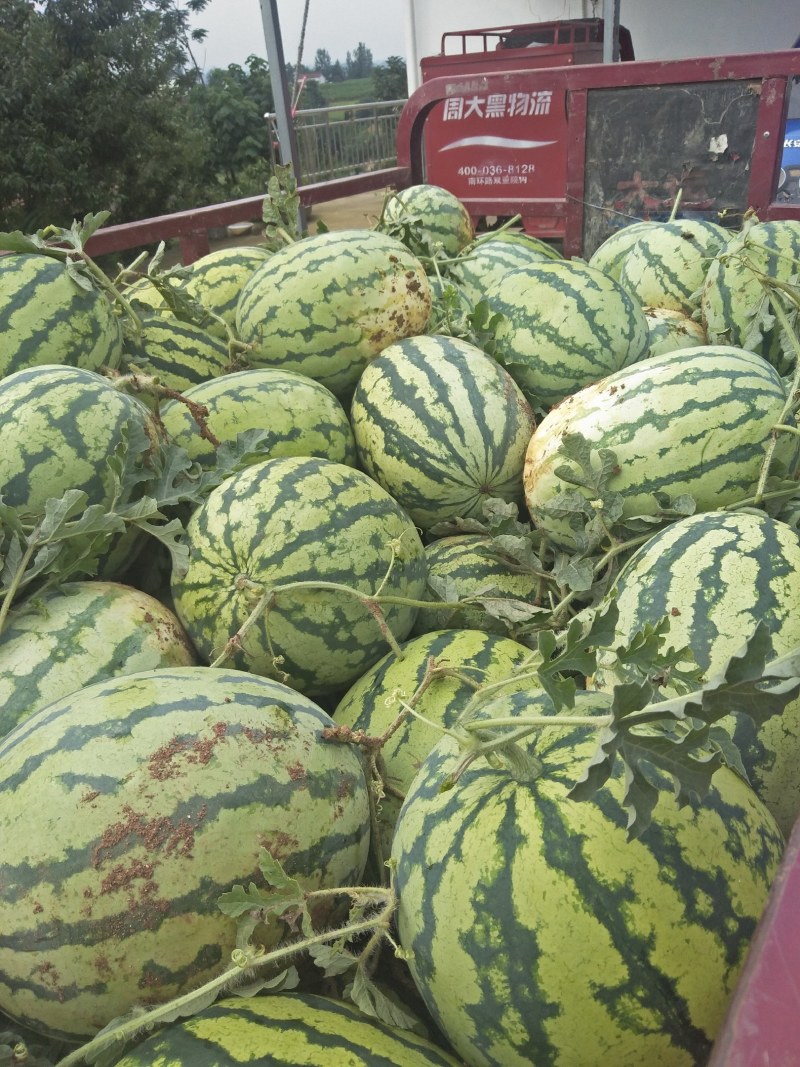 西农八号坡坡地西瓜，甜度好，位置在陕西汉中洋县