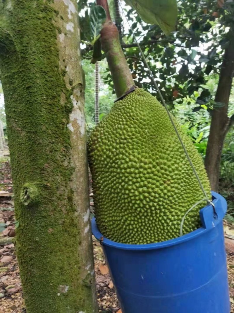 海南万宁菠萝蜜，泰国八号菠萝蜜，大园采摘大量货源