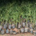 黑荆树，银荆树，金合欢，圣诞树，圣诞树苗，黑荆树苗