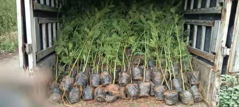 黑荆树，银荆树，金合欢，圣诞树，圣诞树苗，黑荆树苗