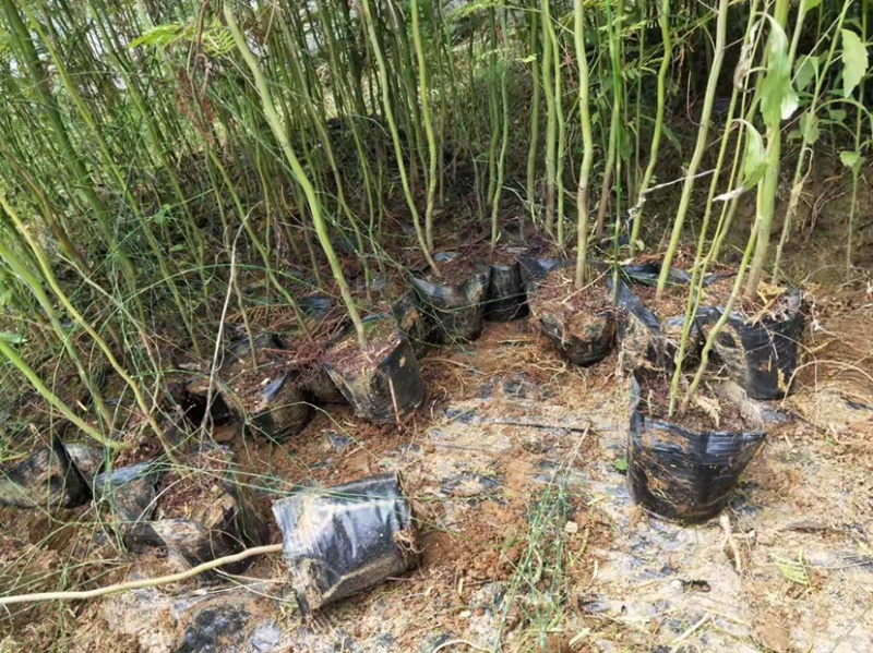 黑荆树，银荆树，金合欢，圣诞树，圣诞树苗，黑荆树苗