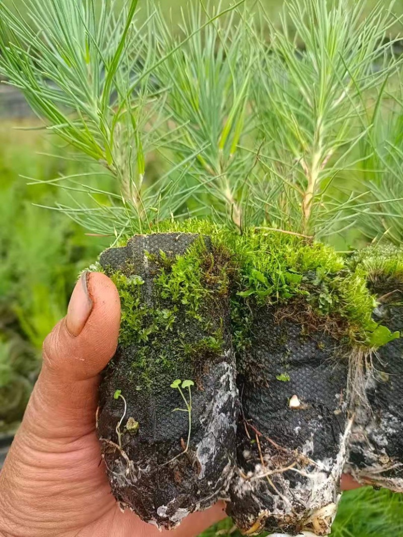 华山松苗，华山松轻机制袋苗，一手货源，欢迎考察了解。