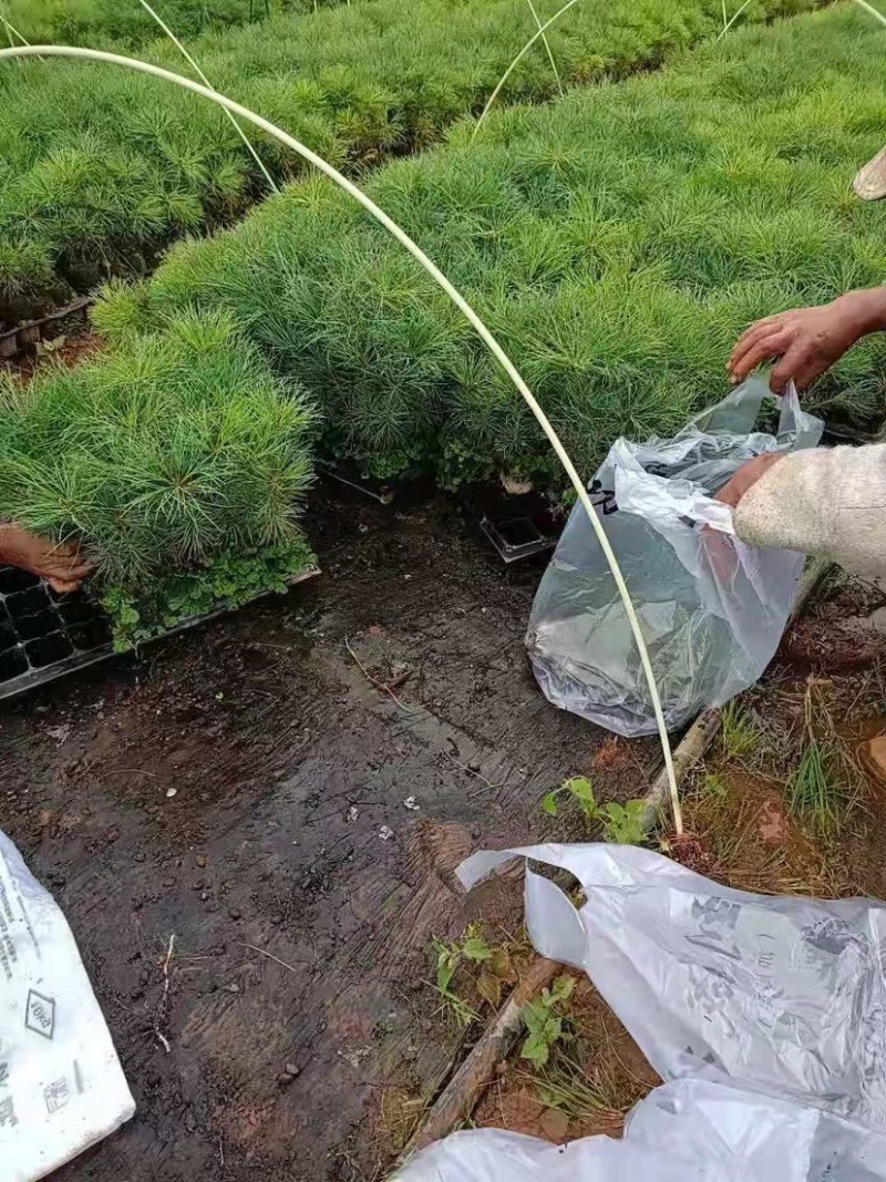 华山松苗，华山松基质土苗，华山松袋苗，华山松营养袋苗