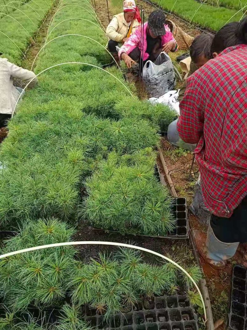 华山松苗，华山松基质土苗，华山松袋苗，华山松营养袋苗
