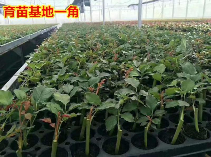 昆明斗南玫瑰花苗，月季花苗，蔷薇种苗，玫瑰老桩等