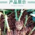 昆明斗南玫瑰花苗,月季花苗,蔷薇种苗,玫瑰老桩等
